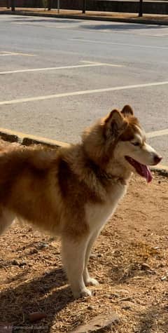 female Siberian husky