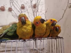 supertame/flytame sun conures