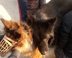 New born gsd puppies for sale