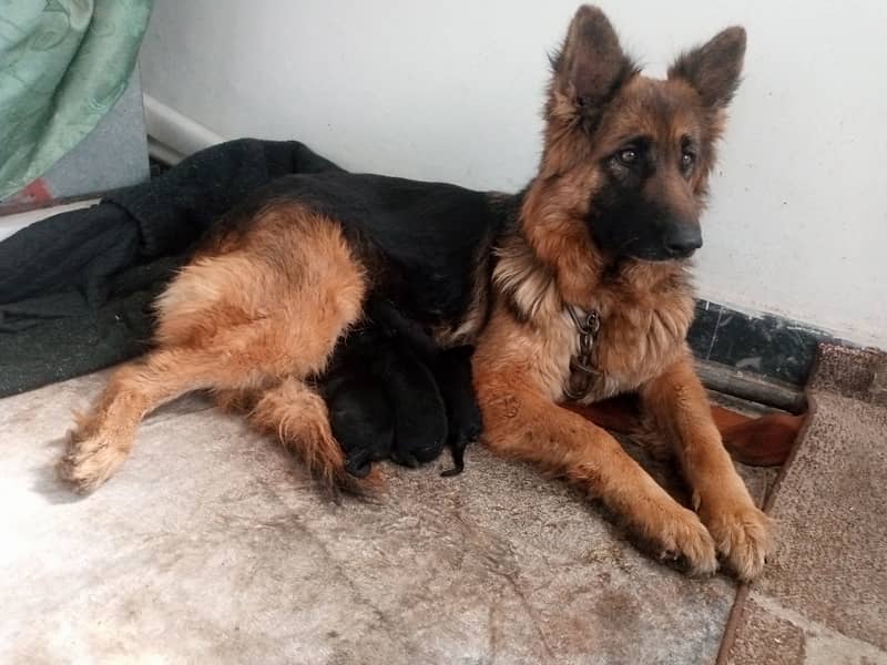 New born gsd puppies for sale 1