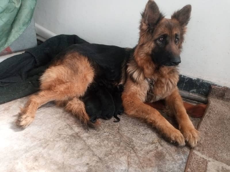 New born gsd puppies for sale 2