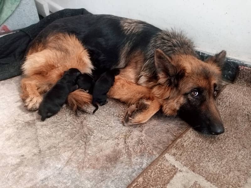 New born gsd puppies for sale 4