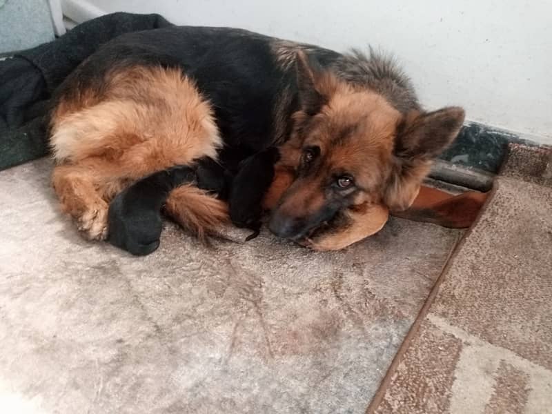 New born gsd puppies for sale 6