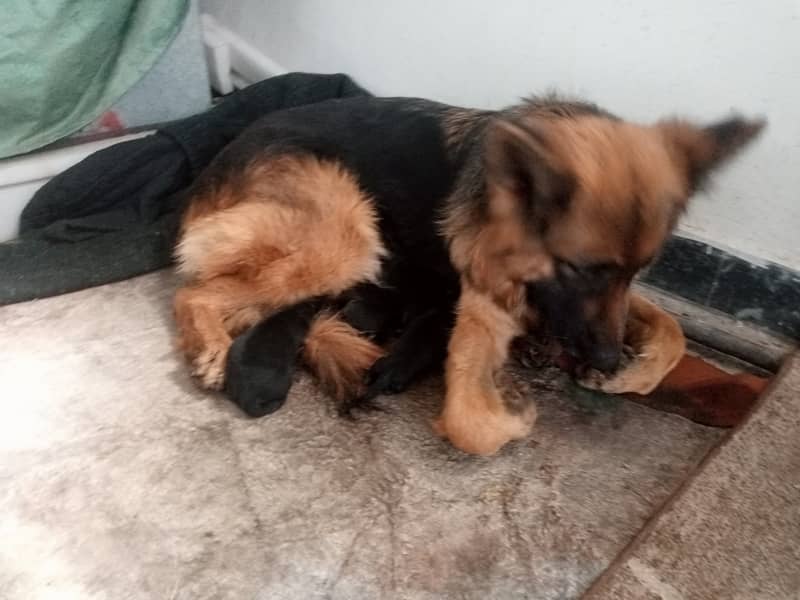 New born gsd puppies for sale 7