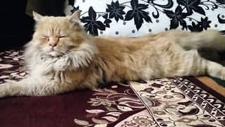 Persian Cat Male fully trained