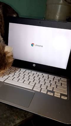 Hp Chromebook