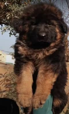 German Shepherd male and female puppy /03317660132 no Whatsapp