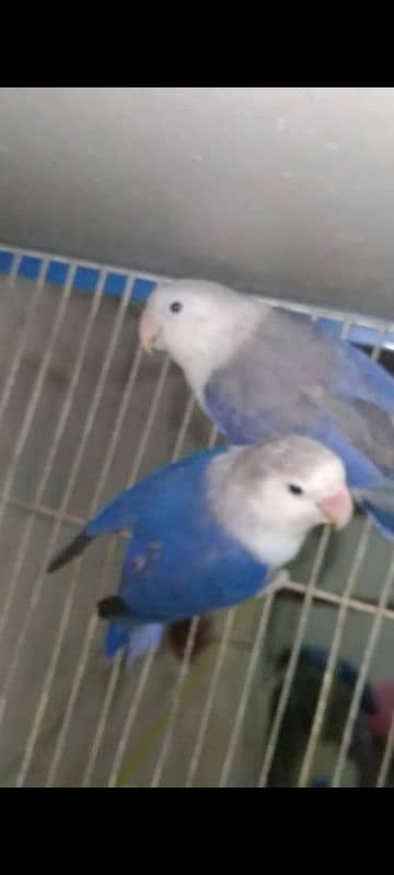 blue fisher split opline, lovebird Lutino redeyes, breeder pair eggs 10