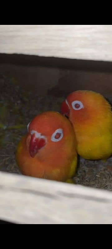 blue fisher split opline, lovebird Lutino redeyes, breeder pair eggs 11