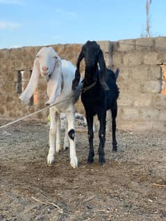 3  Bakriyan 1 bakra  makha cheena