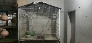 colony cage Available  good conditon