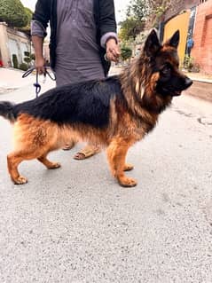 Pedigree German shepherd male available for sale