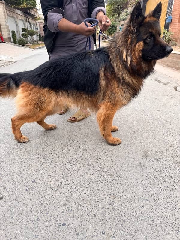 Pedigree German shepherd male available for sale 1