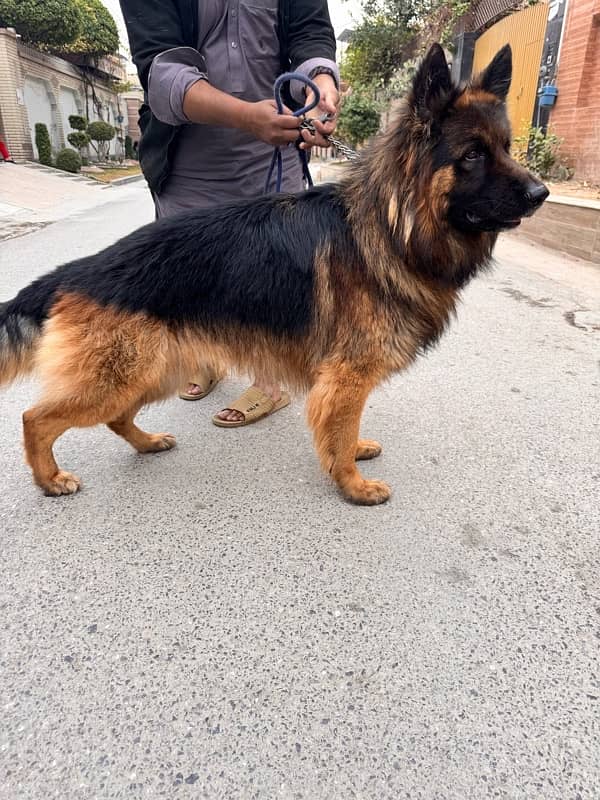 Pedigree German shepherd male available for sale 2