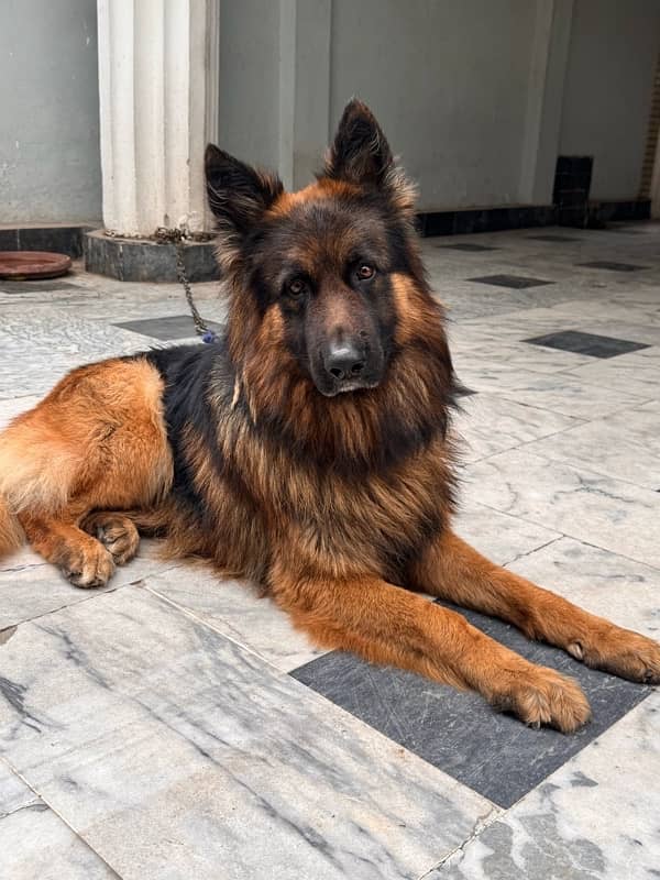 Pedigree German shepherd male available for sale 3