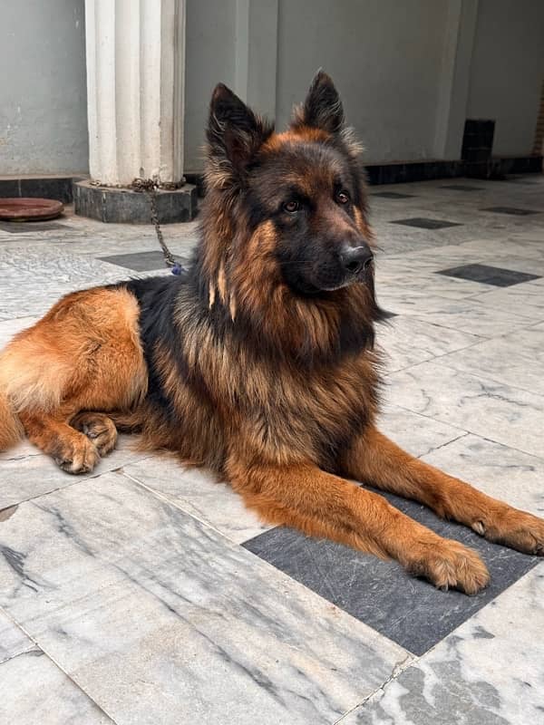 Pedigree German shepherd male available for sale 4