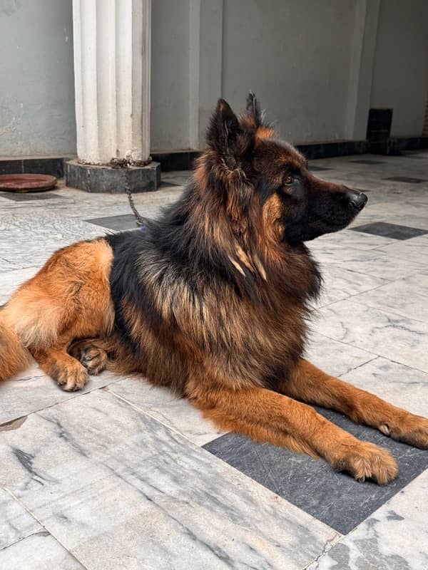 Pedigree German shepherd male available for sale 5