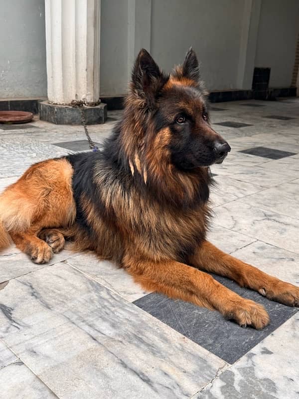 Pedigree German shepherd male available for sale 6