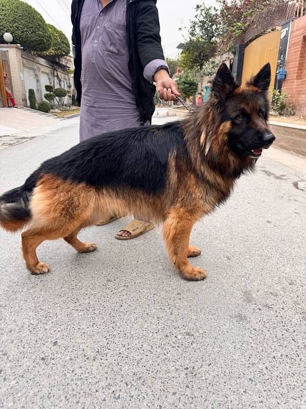 Pedigree German shepherd male available for sale 7