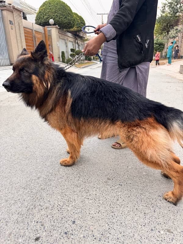 Pedigree German shepherd male available for sale 8