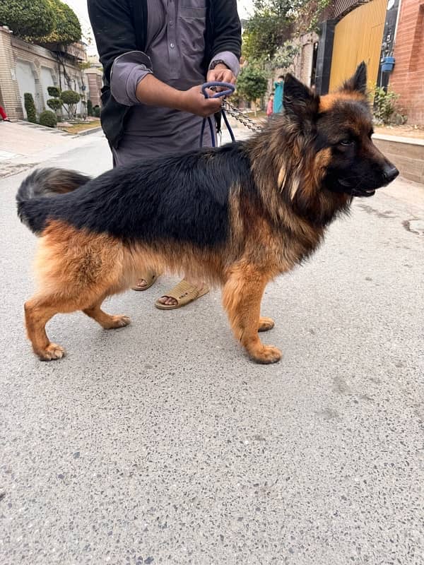 Pedigree German shepherd male available for sale 9