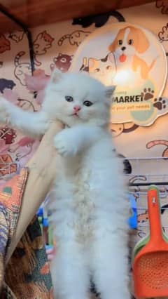 Persian cat for sale male or female my WhatsApp 03292443631