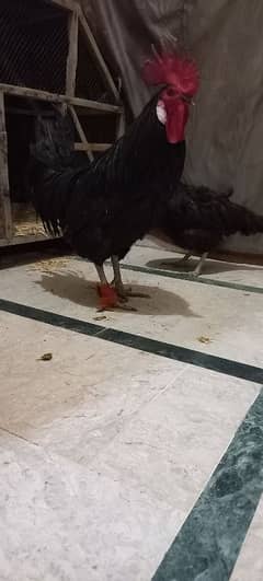 Australorp