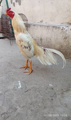 aseel boska mianwali breed