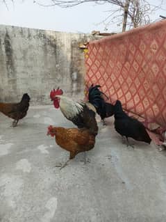 4 Misri Golden Mix egg laying hens 1 roster