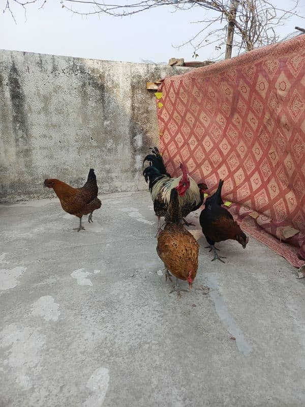 4 Misri Golden Mix egg laying hens 1 roster 1