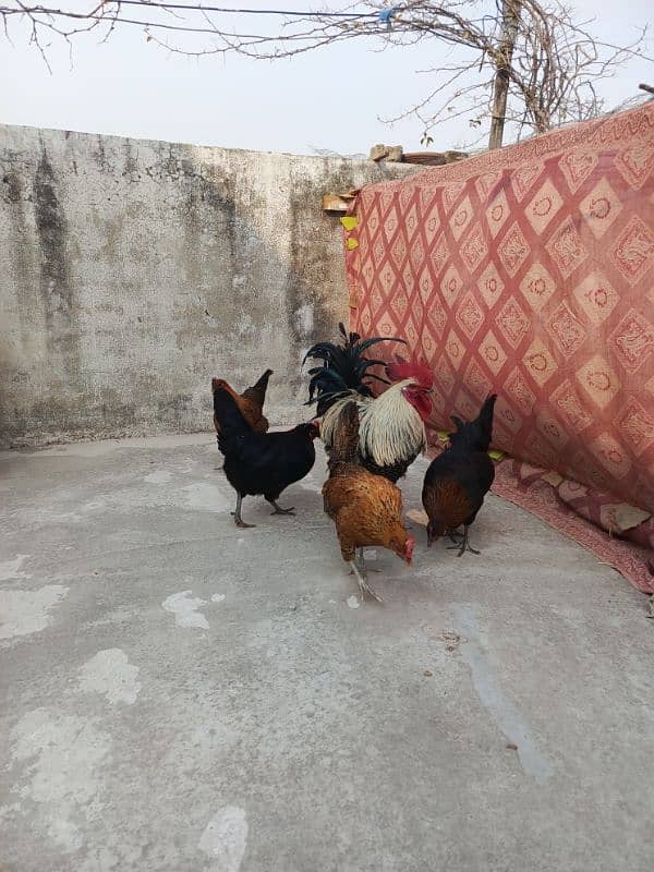 4 Misri Golden Mix egg laying hens 1 roster 2