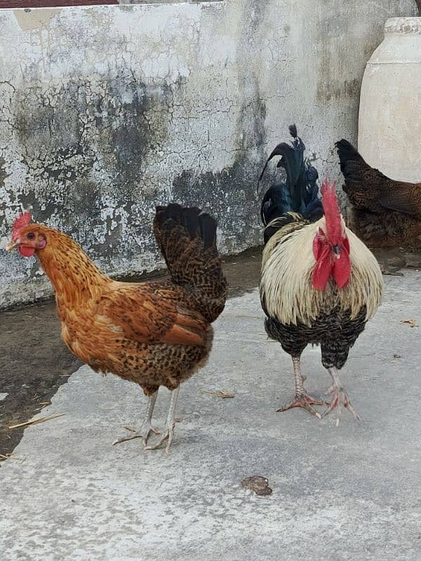 4 Misri Golden Mix egg laying hens 1 roster 3