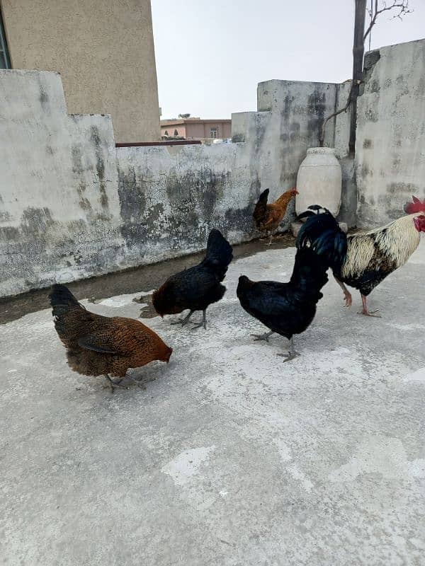 4 Misri Golden Mix egg laying hens 1 roster 8