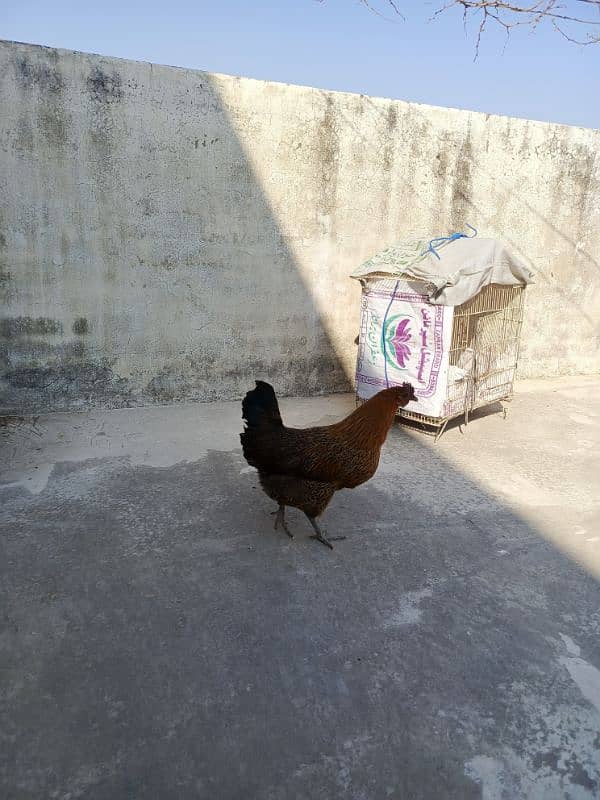 4 Misri Golden Mix egg laying hens 1 roster 9