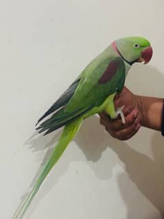 Raw parrot hand tame