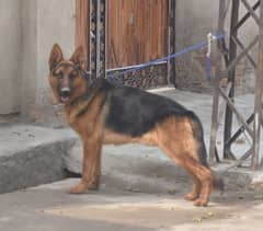 German shepherd stud