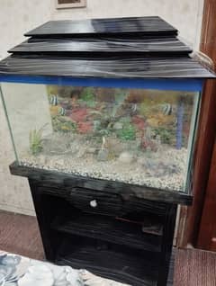 Fish Aquarium