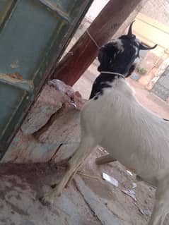 Bakra tapra 4sell watsb nmbr 03102639551