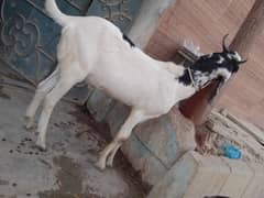 Bakra tapra 4sell watsb nmbr 03102639551