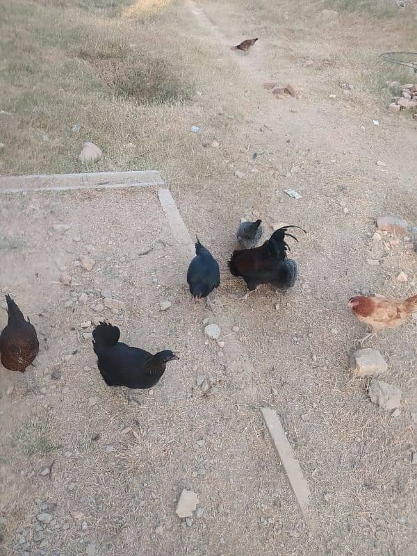 Hens available for sale 6 female and 1 male 1