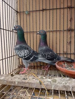 qasid Homer pigeon pair in good quality