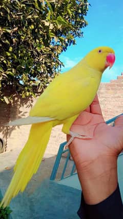 yellow red ring parrot