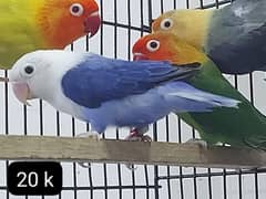 Lovebird I Breeder lovebird I lovebirds pairs for sale