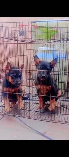 German Shepherd double coat pair do do mahine for sale