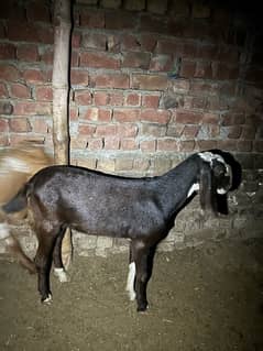 talagang dumba or bakra