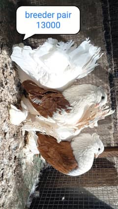 fancy pigeon | kabutar| Jacobin|  frillback saddle | amarican fantail|