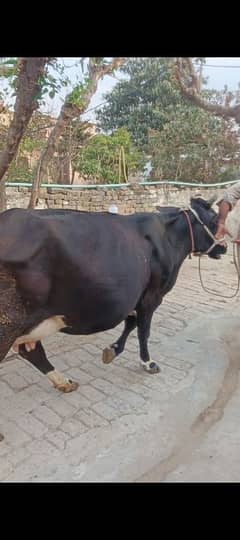 Cow For  Sale