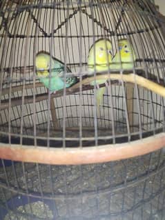 3 budgie parrots for sale