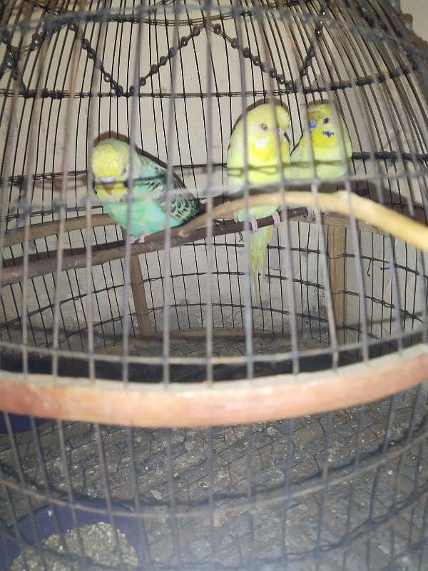 3 budgie parrots for sale with cage 0