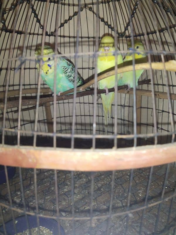 3 budgie parrots for sale with cage 1